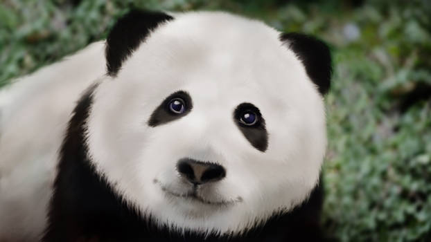 Panda!