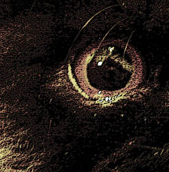 Eye