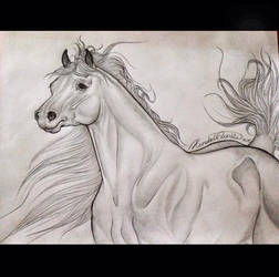 Arabian Personal Piece