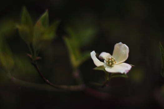 Dogwood Bloom