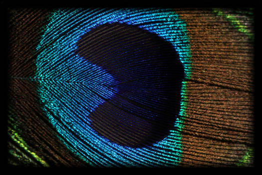 Peacock Feather 2