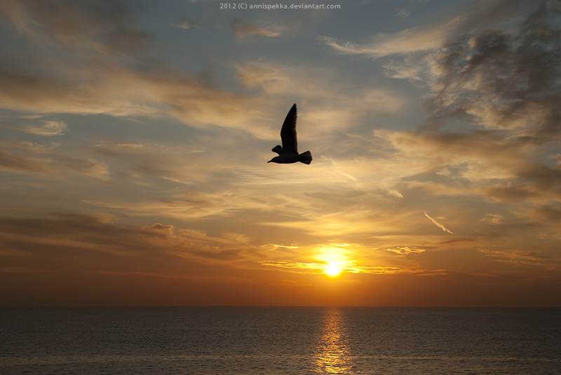 One Last Flight By AnnisPekka On DeviantArt one-last-flight-by-annispekka-on-deviantart