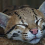 Ocelot Nap