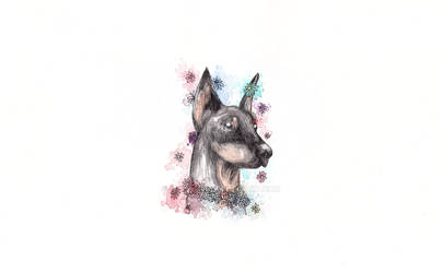 Delicate Doberman