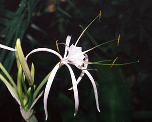 White Tropical Flower