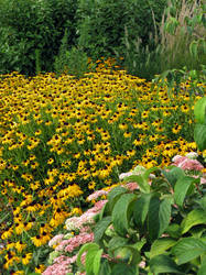 Field of flowers