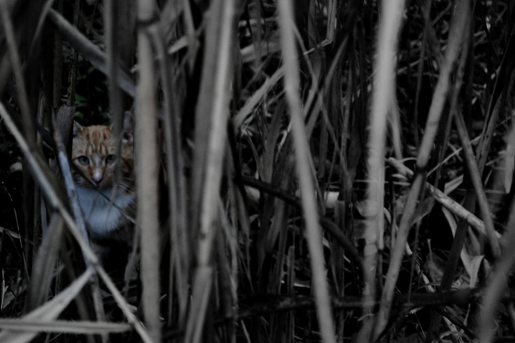 Fieldcat Hunting Fieldcat by FrostyGorillaz on DeviantArt