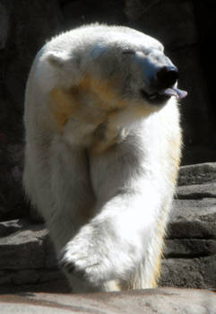 Alaskan Polar Bear