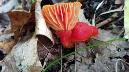 red mushrooms 