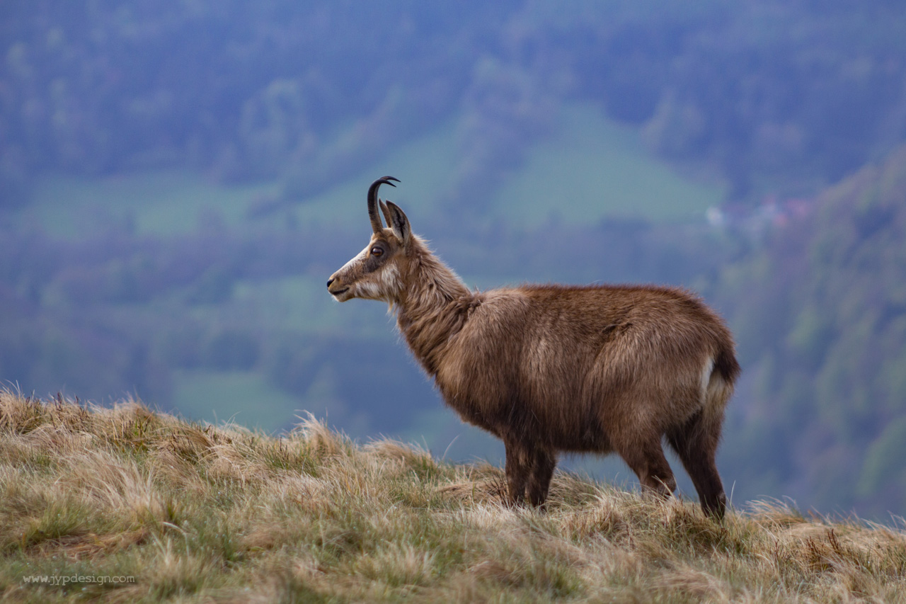 Chamois sur le Hohneck