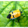 Yellow Beetle