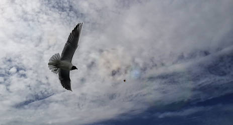 Seagull Seeking food