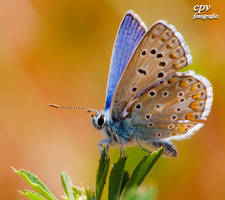 Mariposa Azul