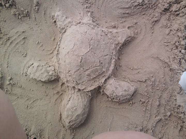 Sand Turtle