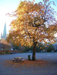 Tree, dead leaves