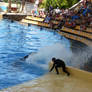 loro parque: orca show 2