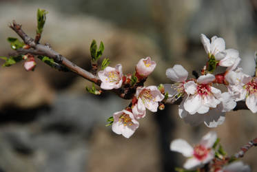 fiori di pesco4