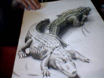 Gators In Oblique