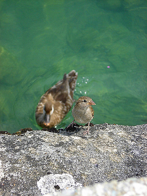 moineau et canard