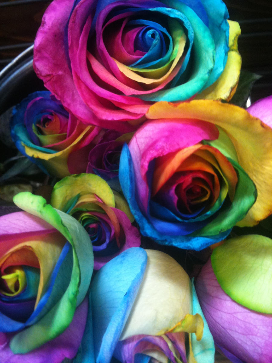 Rainbow Roses