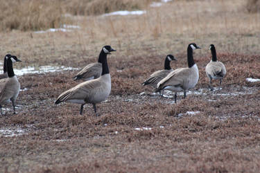 Geese