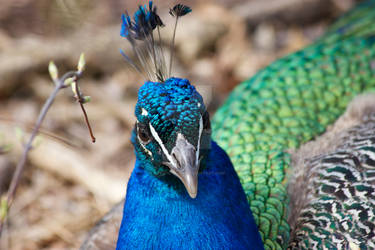 Close Up Peacock