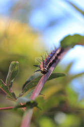 Caterpillar 2