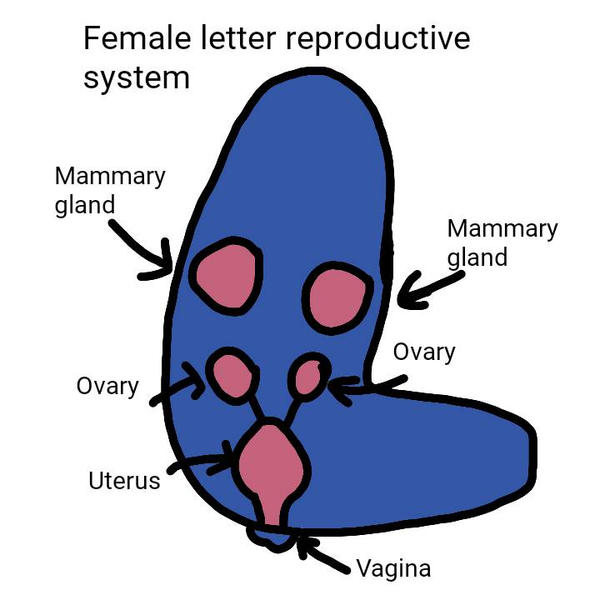 Female letter reproductive system by micole99 on DeviantArt