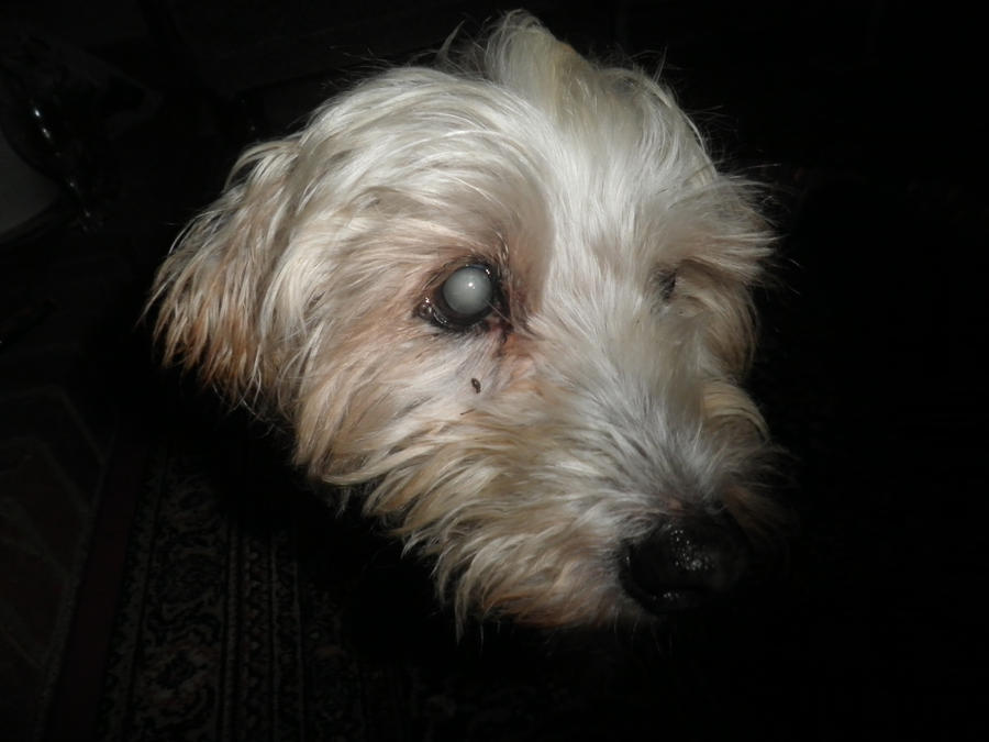 The Blind Dog by natajack on DeviantArt