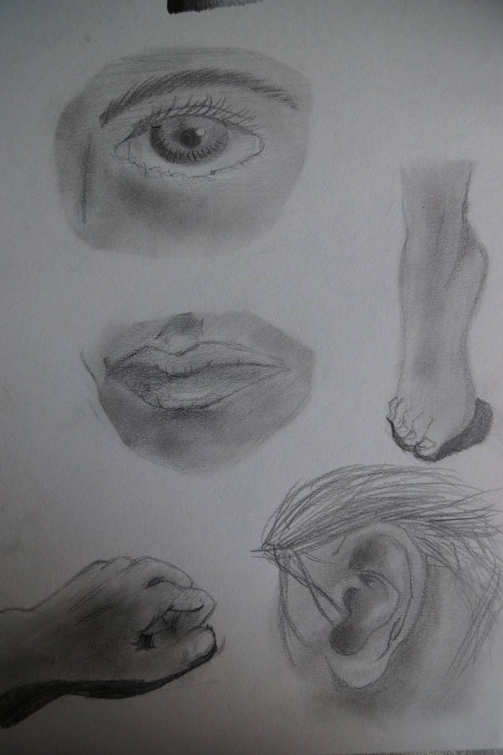 Realistic Human Features by cruzer-a on DeviantArt