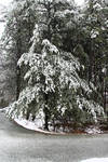 A Snowy Tree on in the Woods