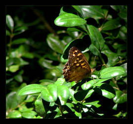 Common butterfly