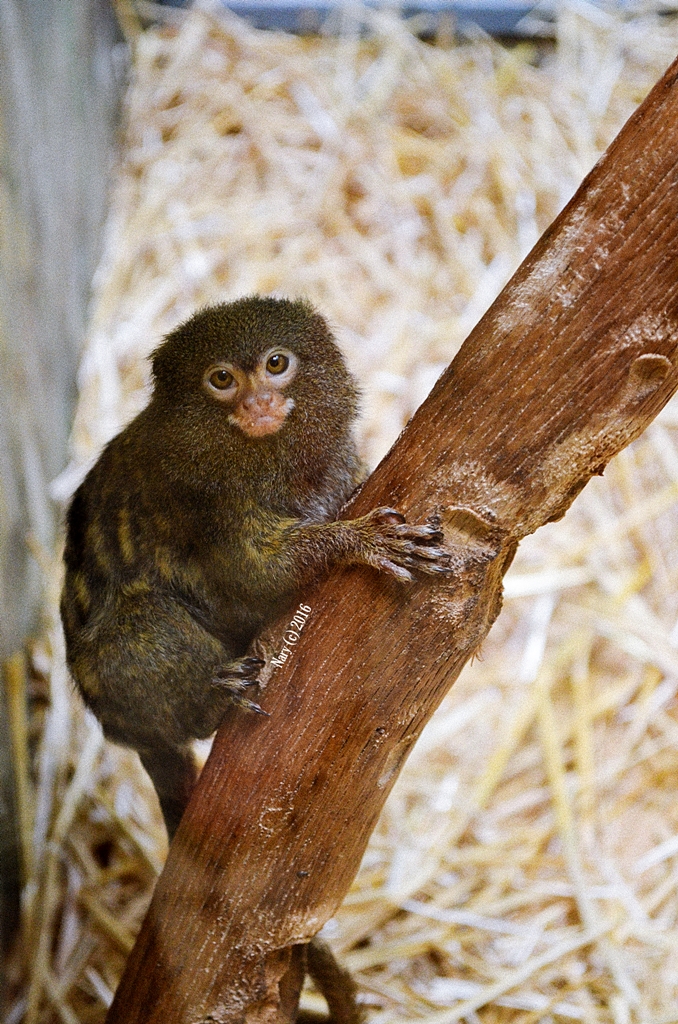 Marmoset