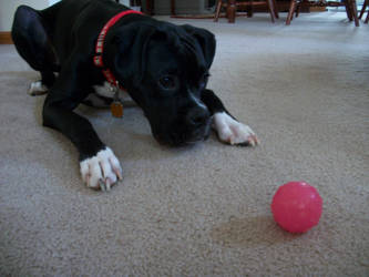 Loki and the Ball