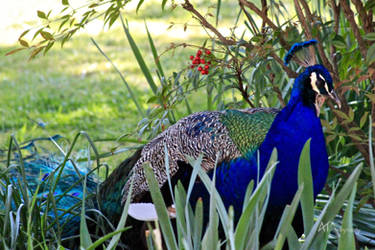 Yawn by Amarantheans