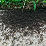 Ant Mosh Pit?
