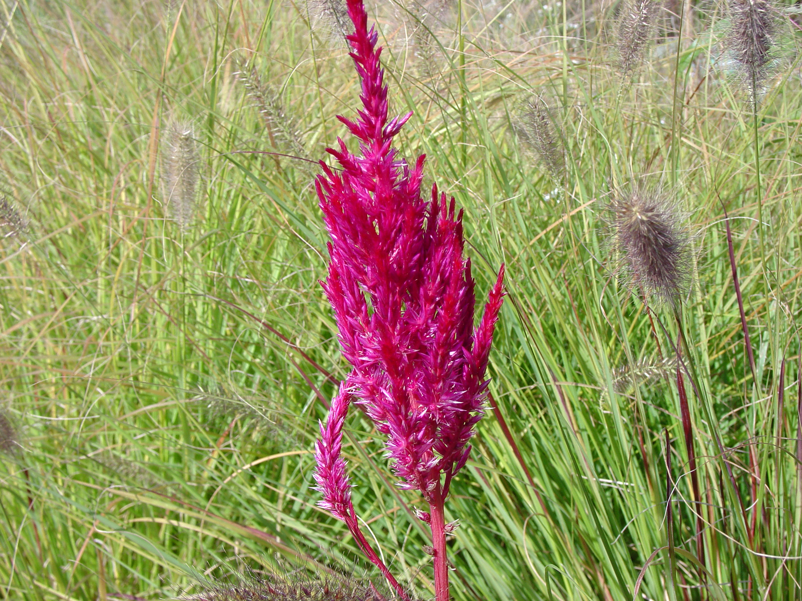 Prairie Flower