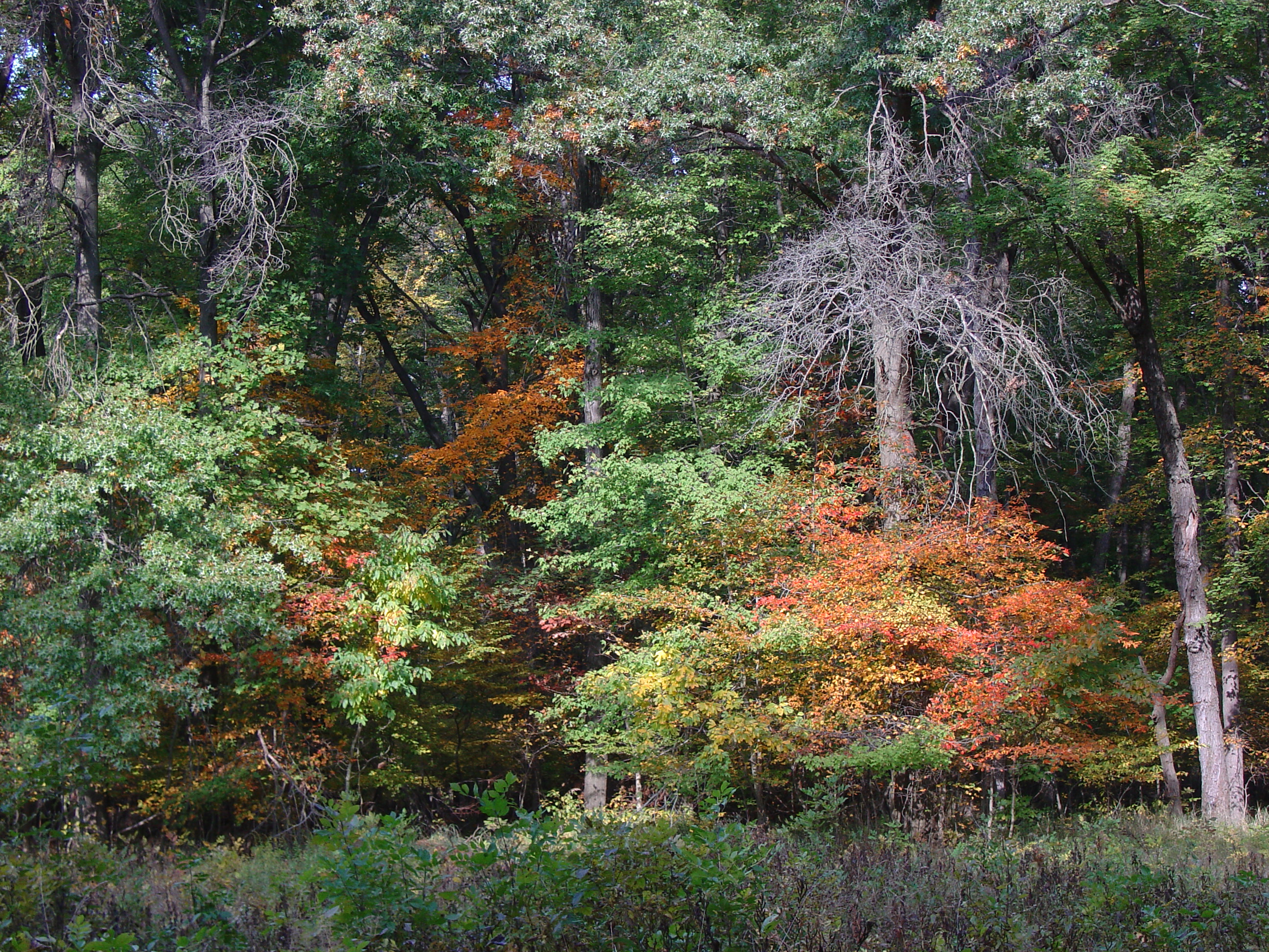 Fall Fenceline 2