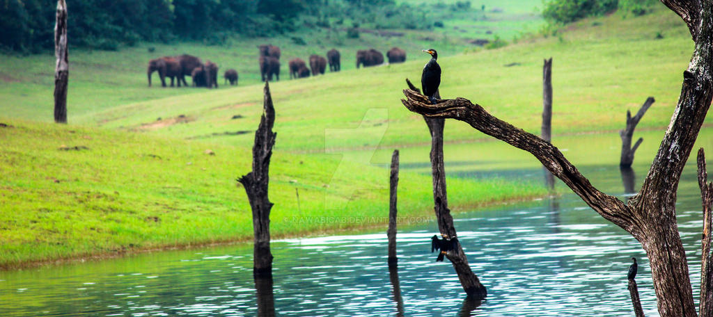 Thekkady Wildlife Nawabi Cab