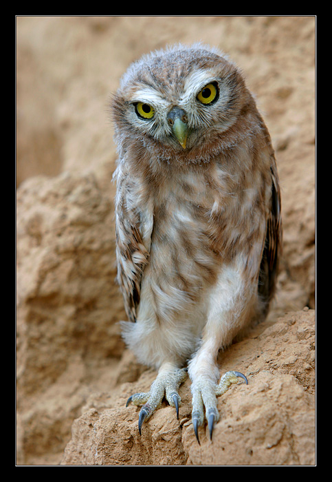 Little Owl - Athene noctua