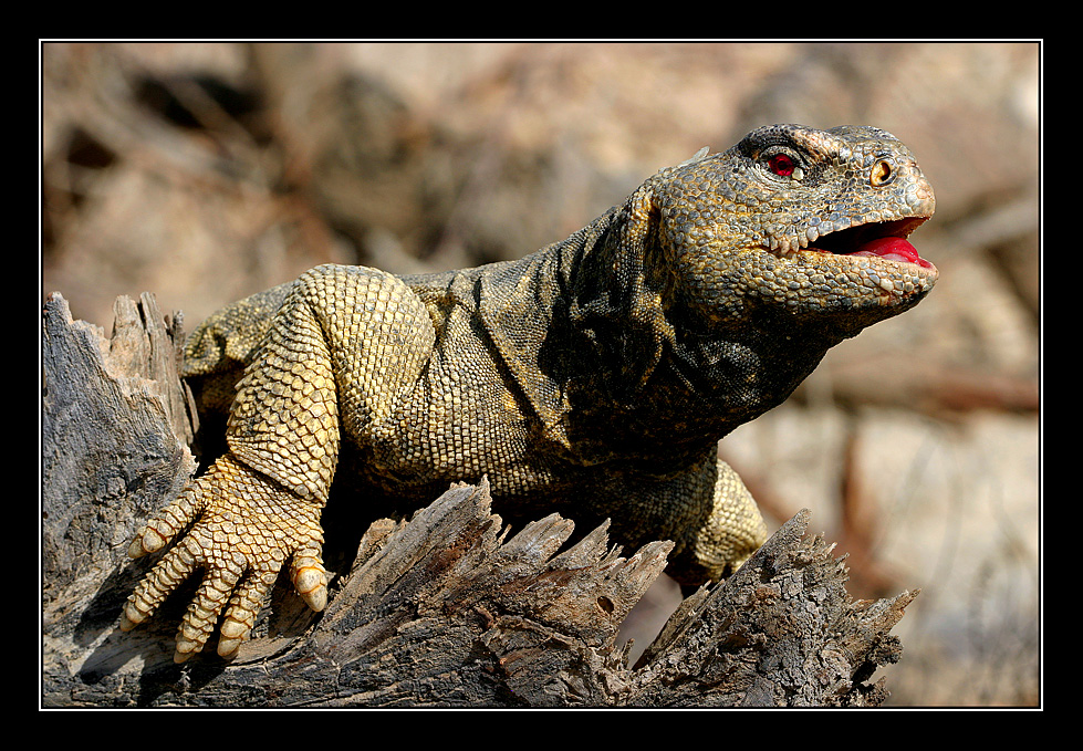 Uromastyx aegyptius II