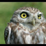 Little Owl - Athene noctua II