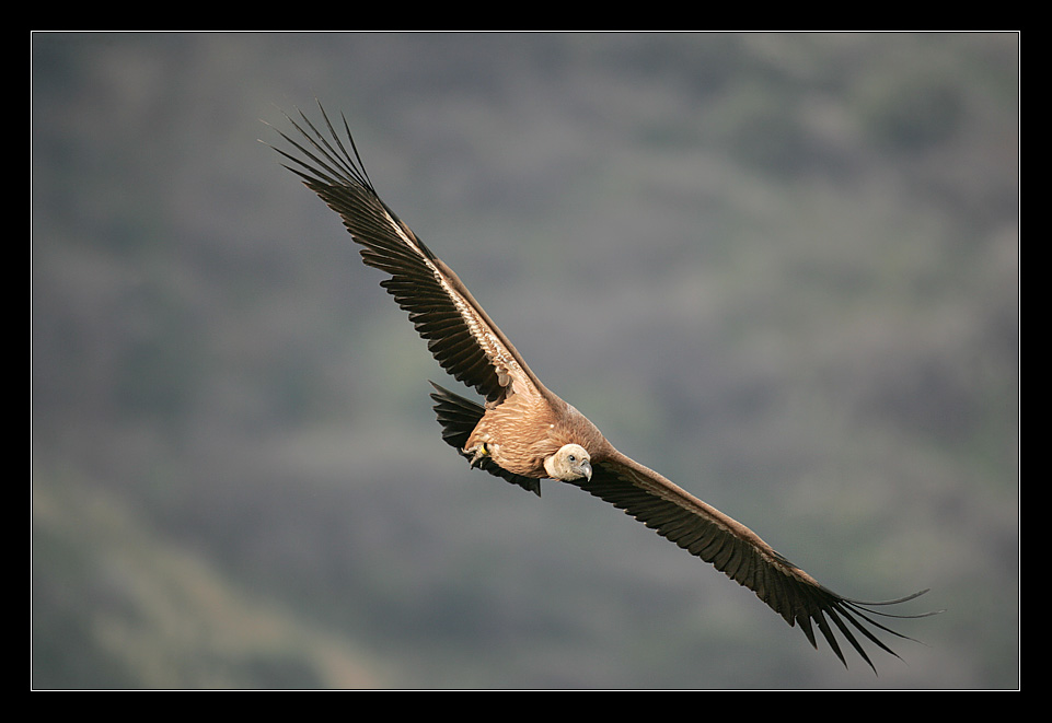 Griffon Vulture III