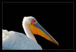 White Pelican by invisiblewl