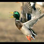 Mallard II