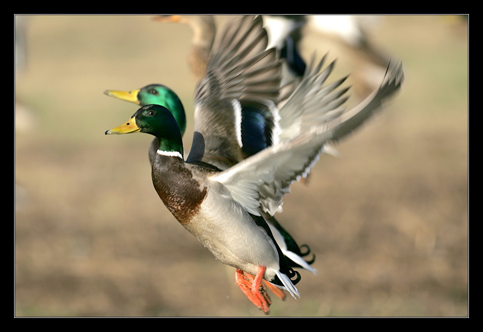 Mallard II