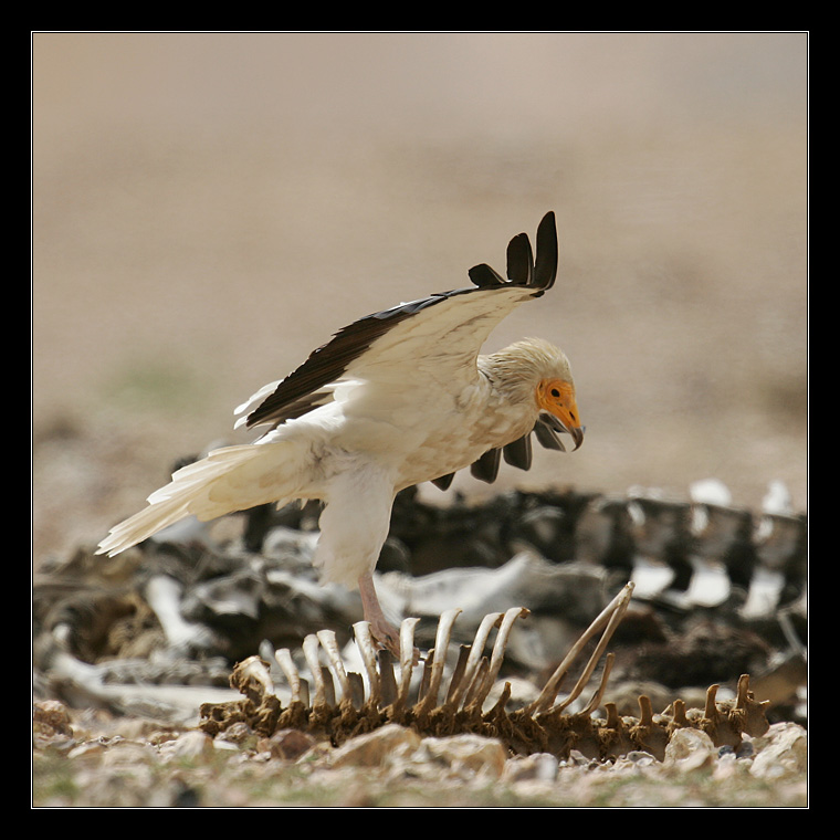 Egyptian Vulture