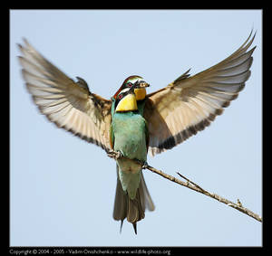 The Power of Birds Love