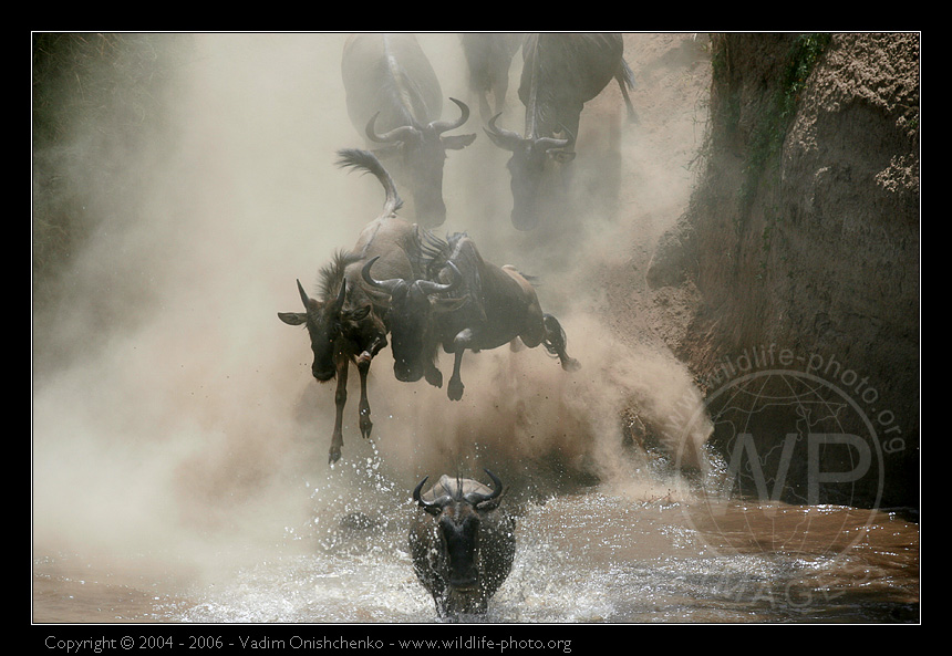 Mara crossing