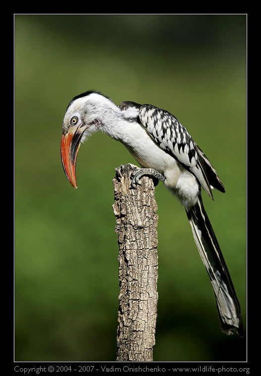 Red-billed Hornbill